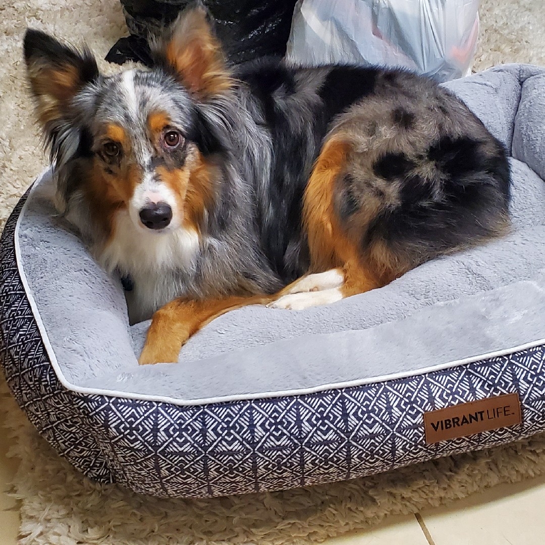 A picture of Opal, a 5 years 3 months old Other dog.