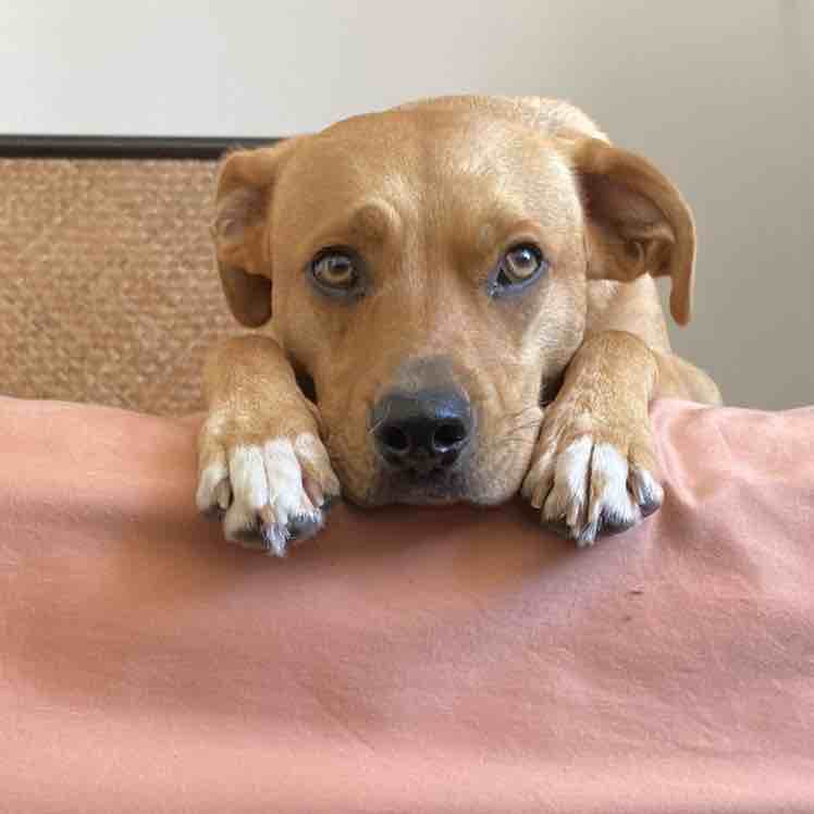 A picture of Banga, a 3 years 9 months old Other Mix dog.