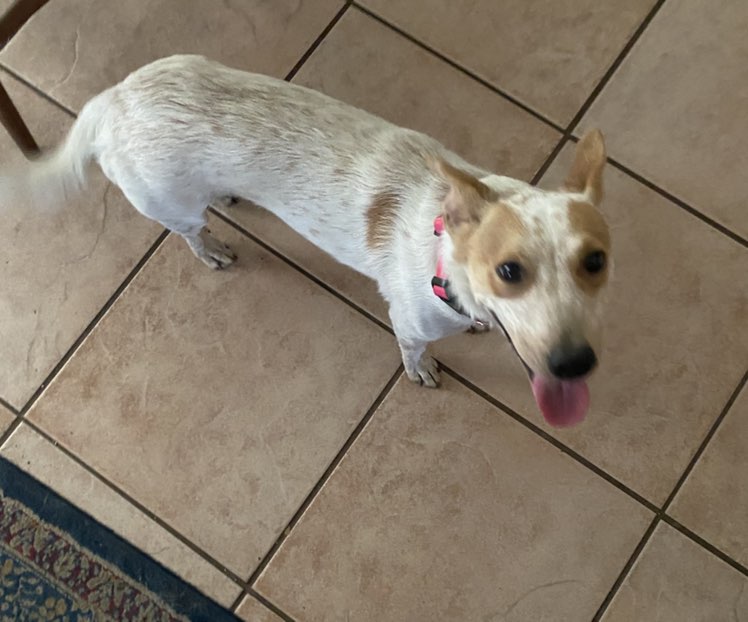 A picture of Tigger, a 4 years 10 months old Other Mix dog.