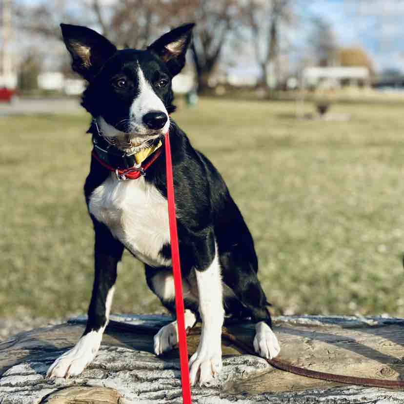 A picture of Chili Pepper, a 4 years old Other dog.