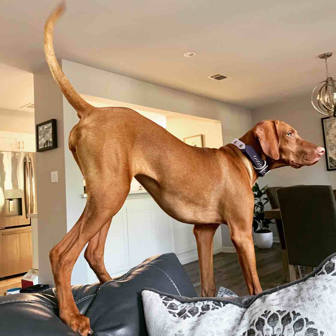 A picture of Layla Rae, a 5 years old Other dog.
