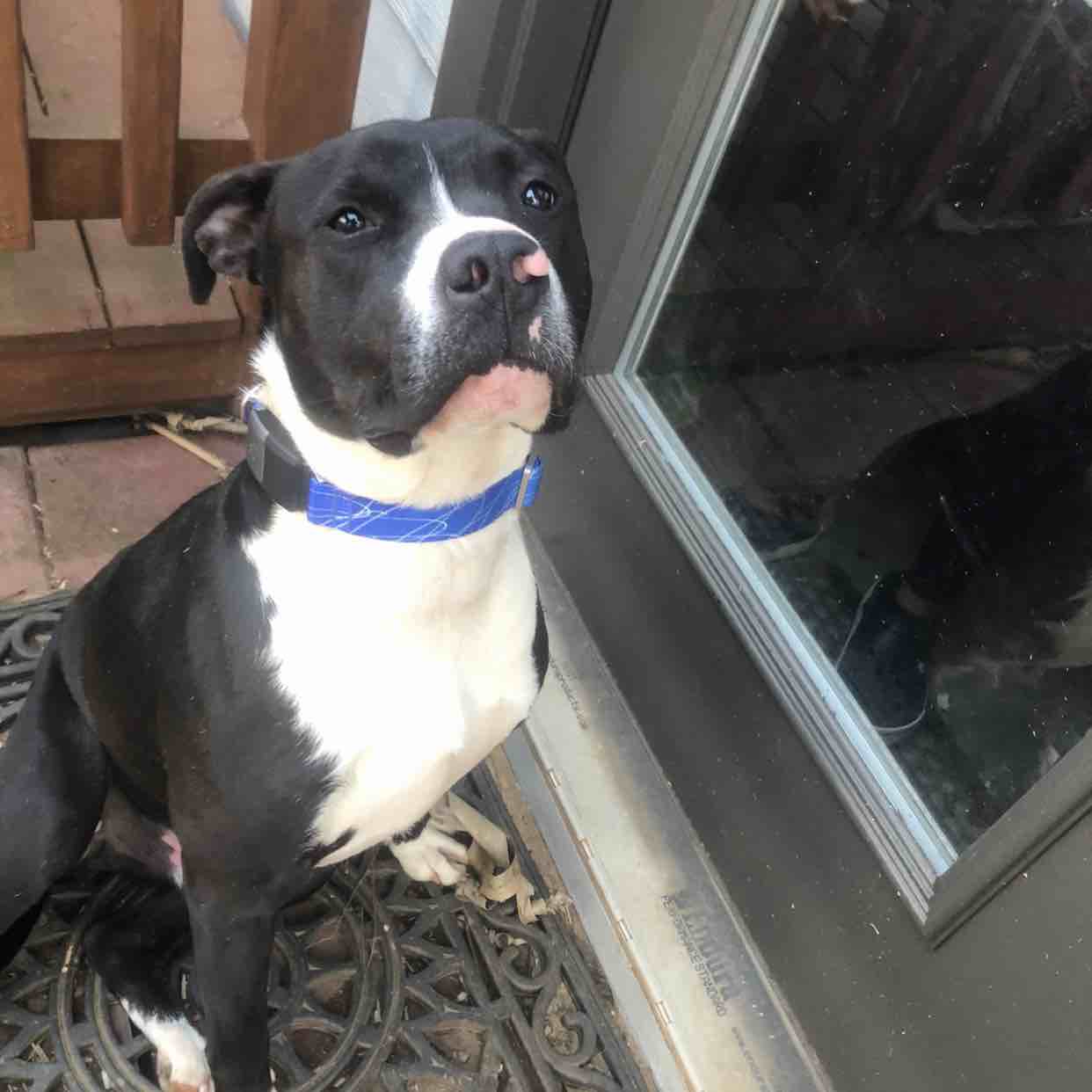 A picture of Debo, a 4 years 9 months old Other Mix dog.