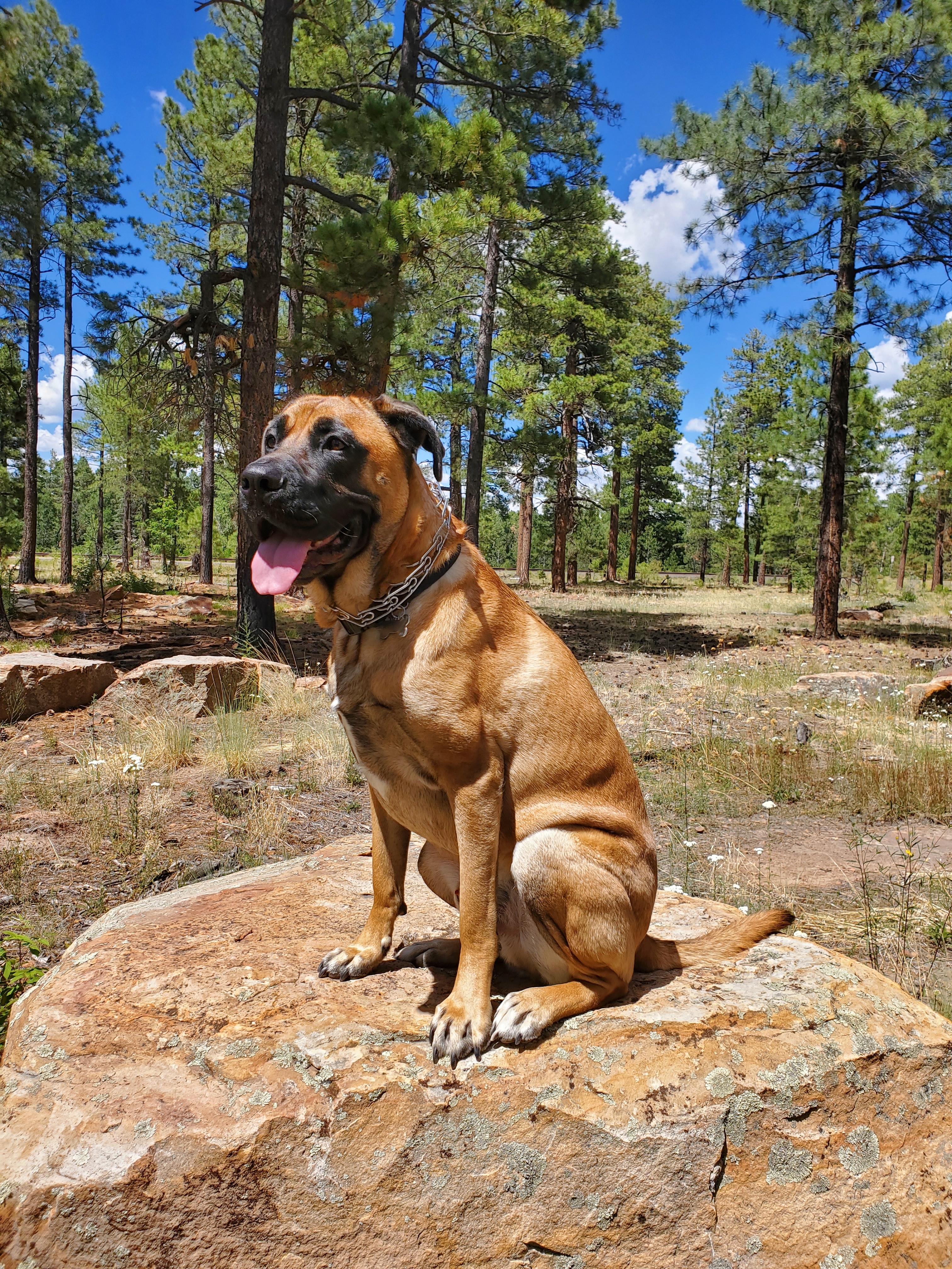 A picture of Dozer, a 2 years old Other dog.