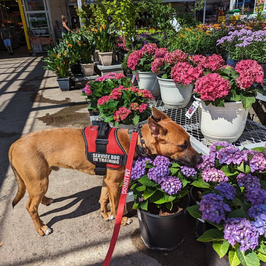 A picture of Hey Dude, a 2 years 7 months old Other Mix dog.