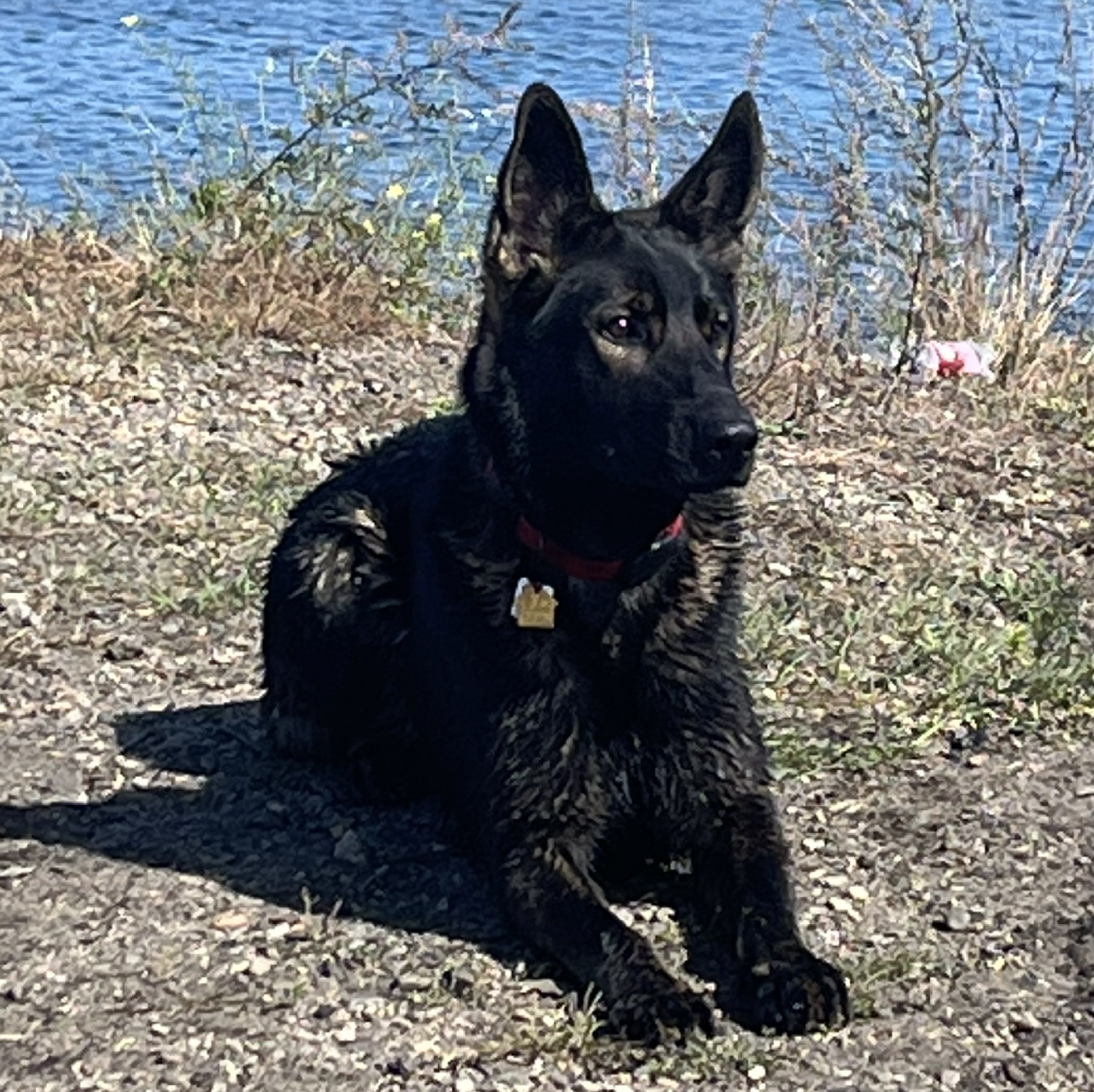 A picture of Blondi, a 2 years 9 months old Other dog.