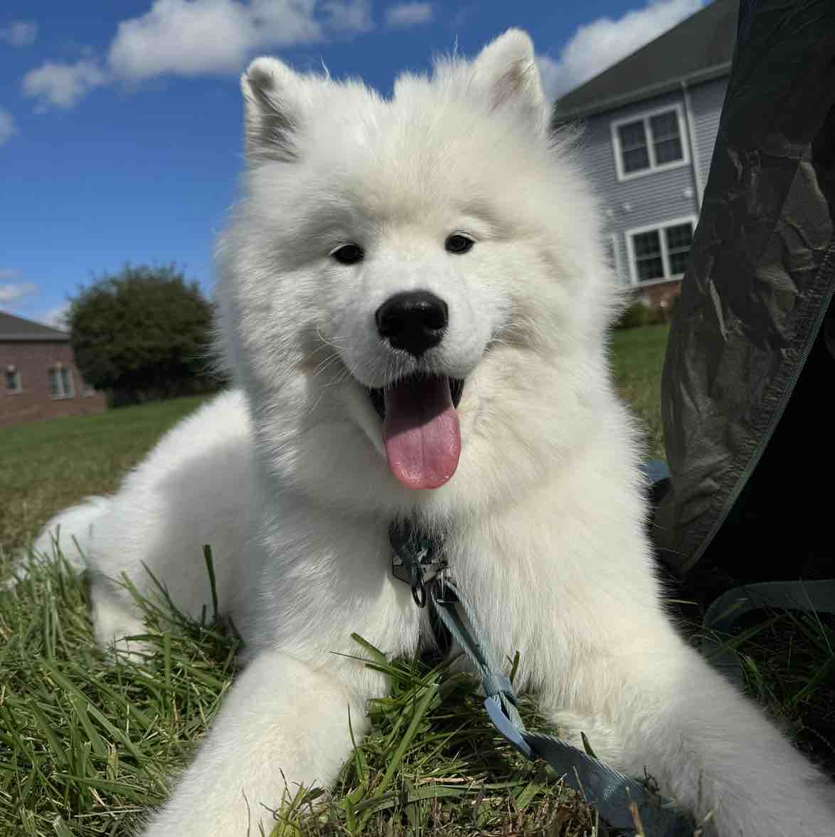 A picture of Appa, a 2 years 4 months old Other dog.