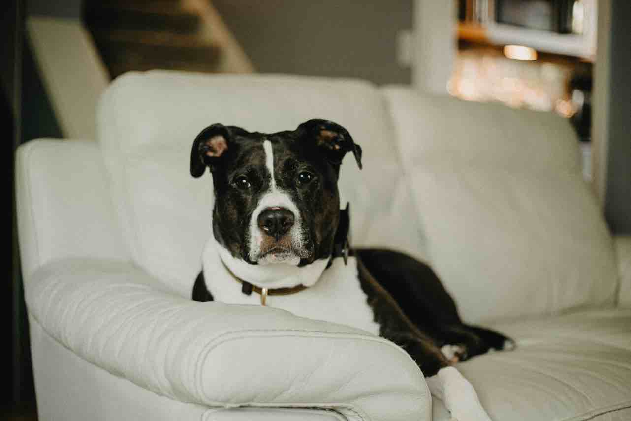 A picture of Dizzy, a 11 years 8 months old Other Mix dog.