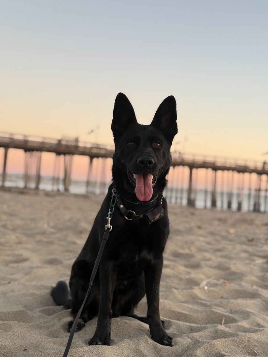 A picture of Pirra, a 3 years 9 months old Other dog.