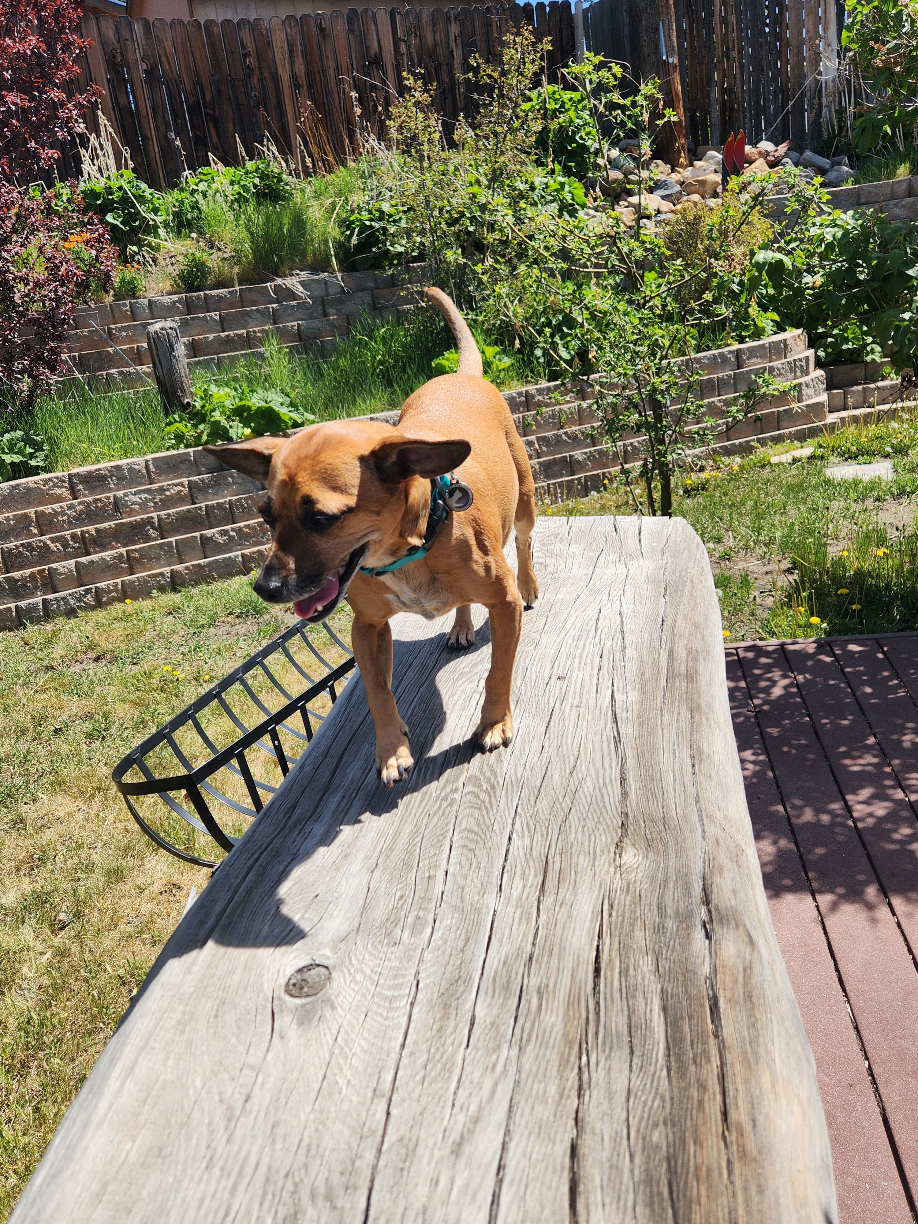 A picture of Jingle Sharma, a 6 years 3 months old Other Mix dog.
