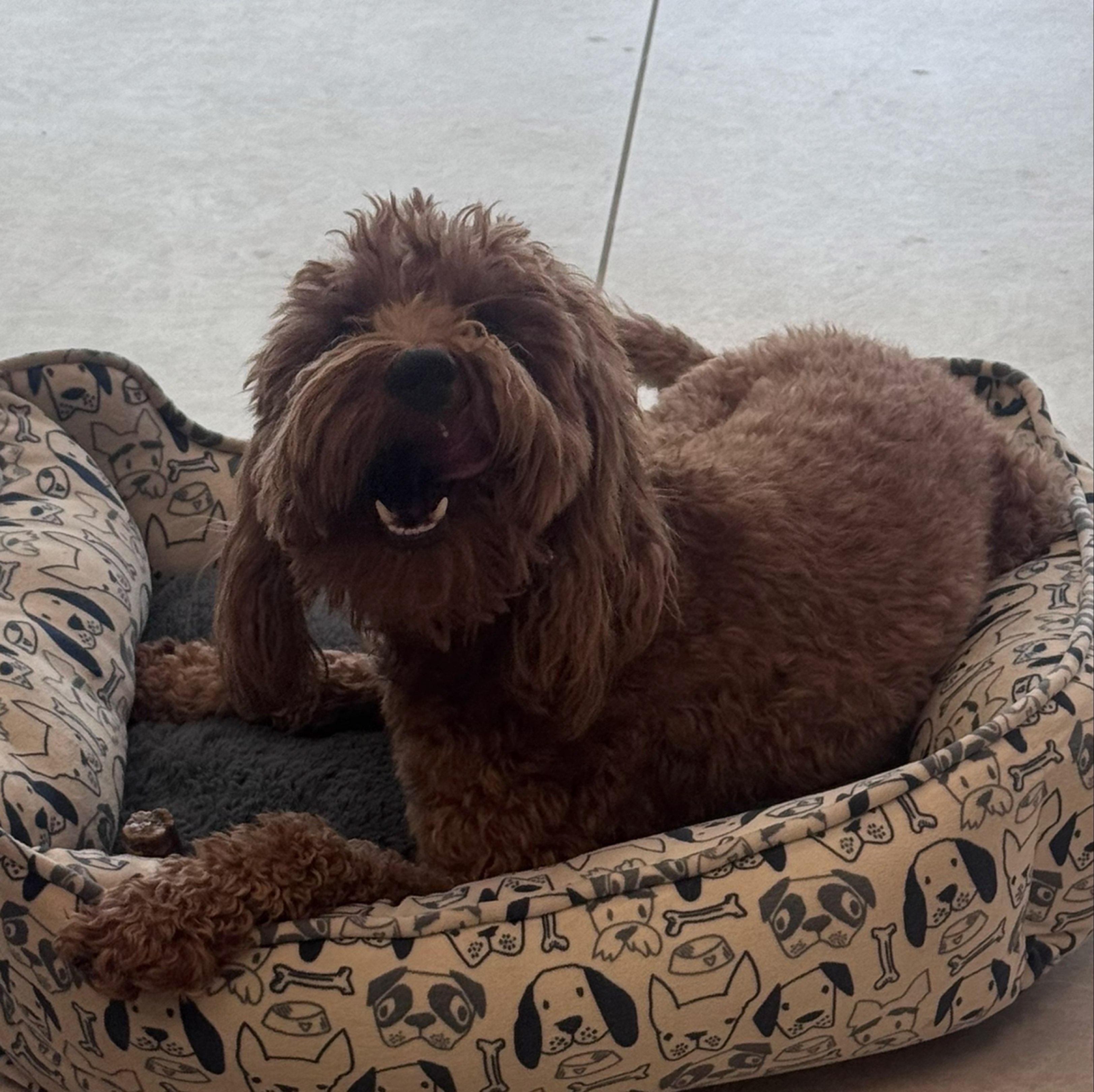 A picture of Teddy, a 2 years 10 months old Other dog.