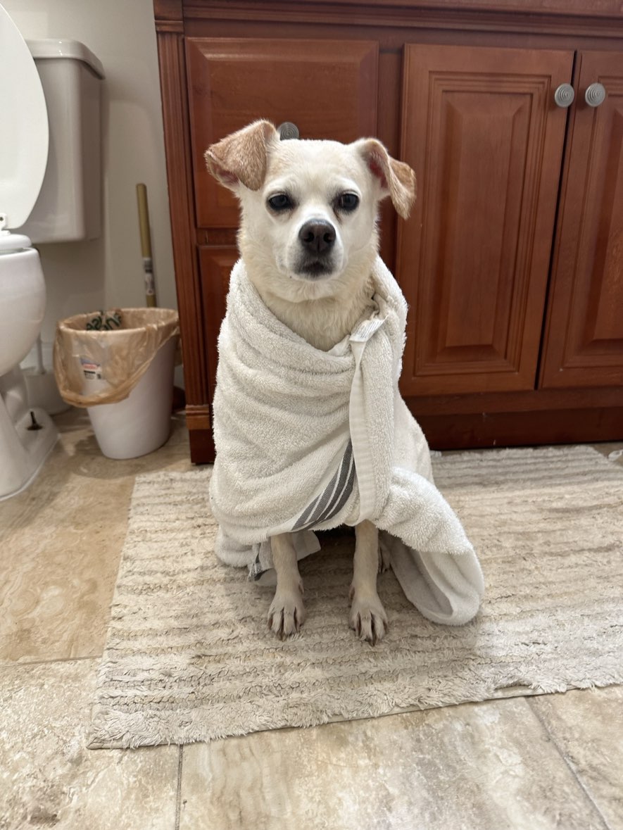 A picture of Tinkerbelle, a 12 years 1 month old Other Mix dog.