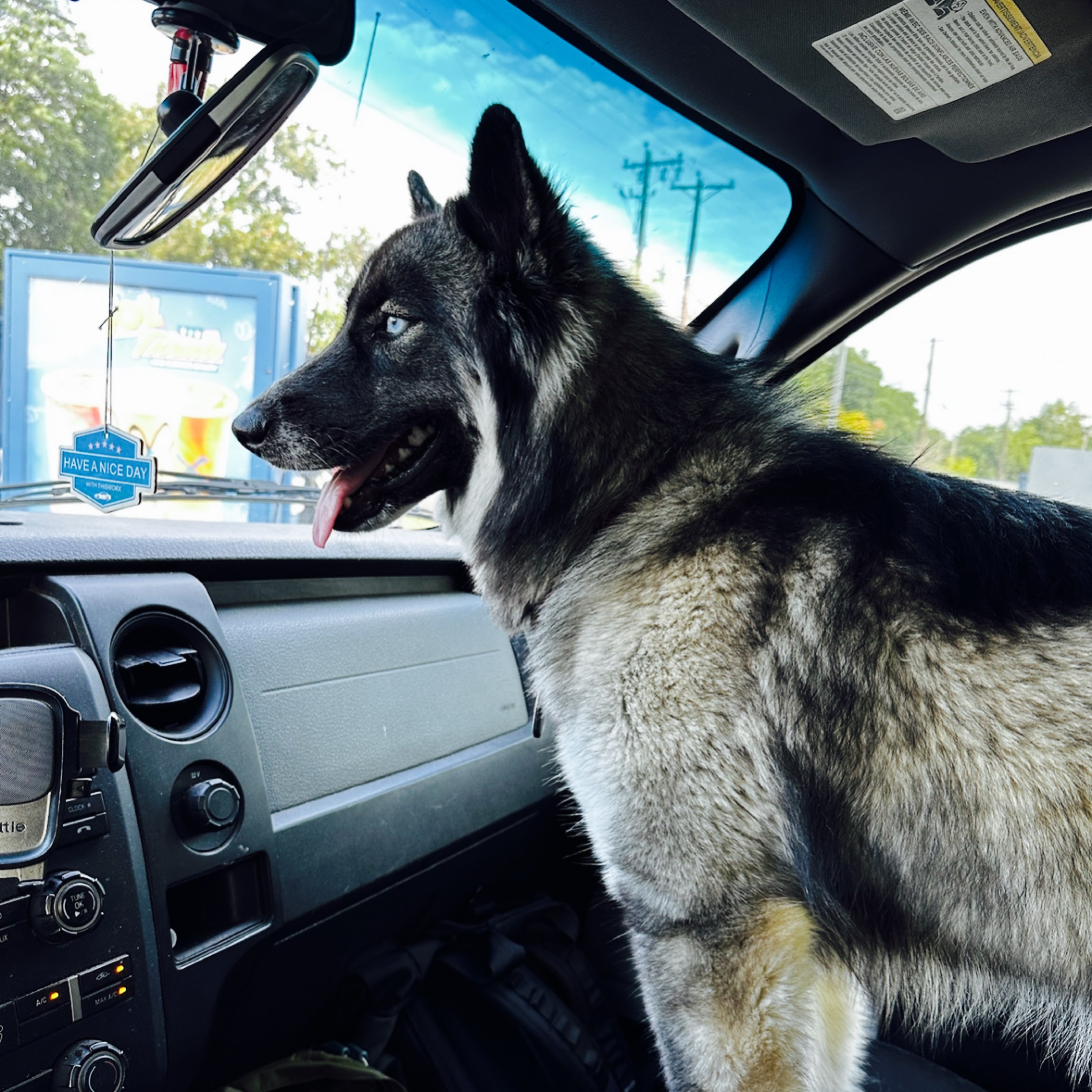 A picture of Rhea, a 1 year 10 months old Other dog.