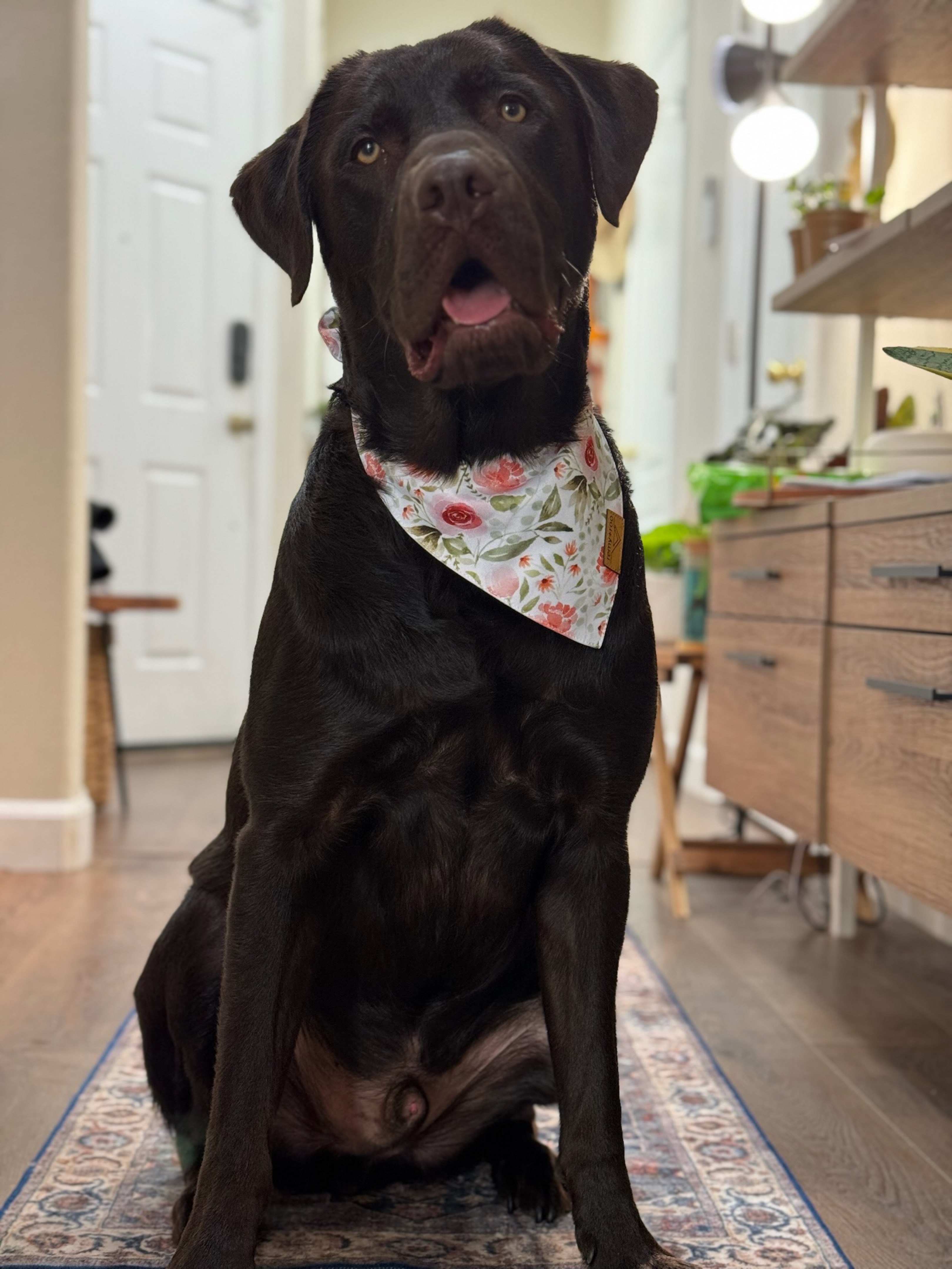 A picture of Ollie, a 2 years 10 months old Other dog.