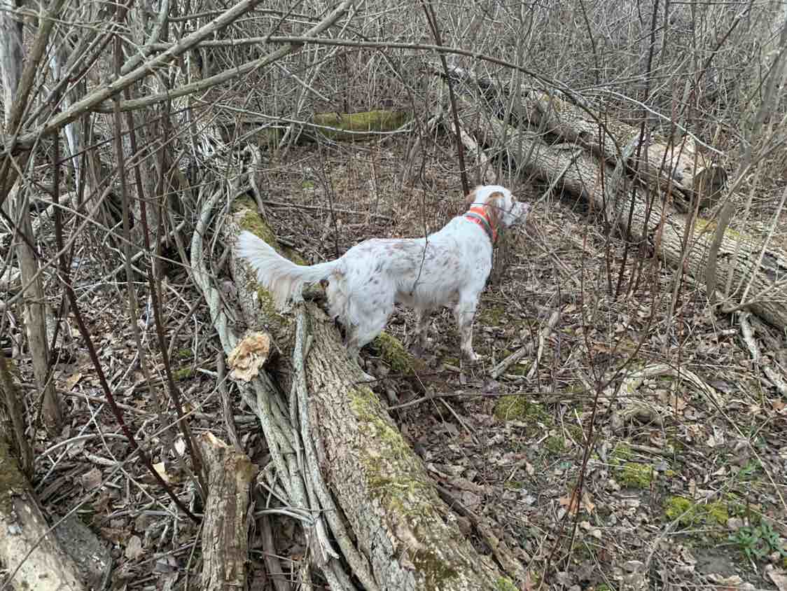 A picture of Remington, a 7 years 5 months old Other dog.