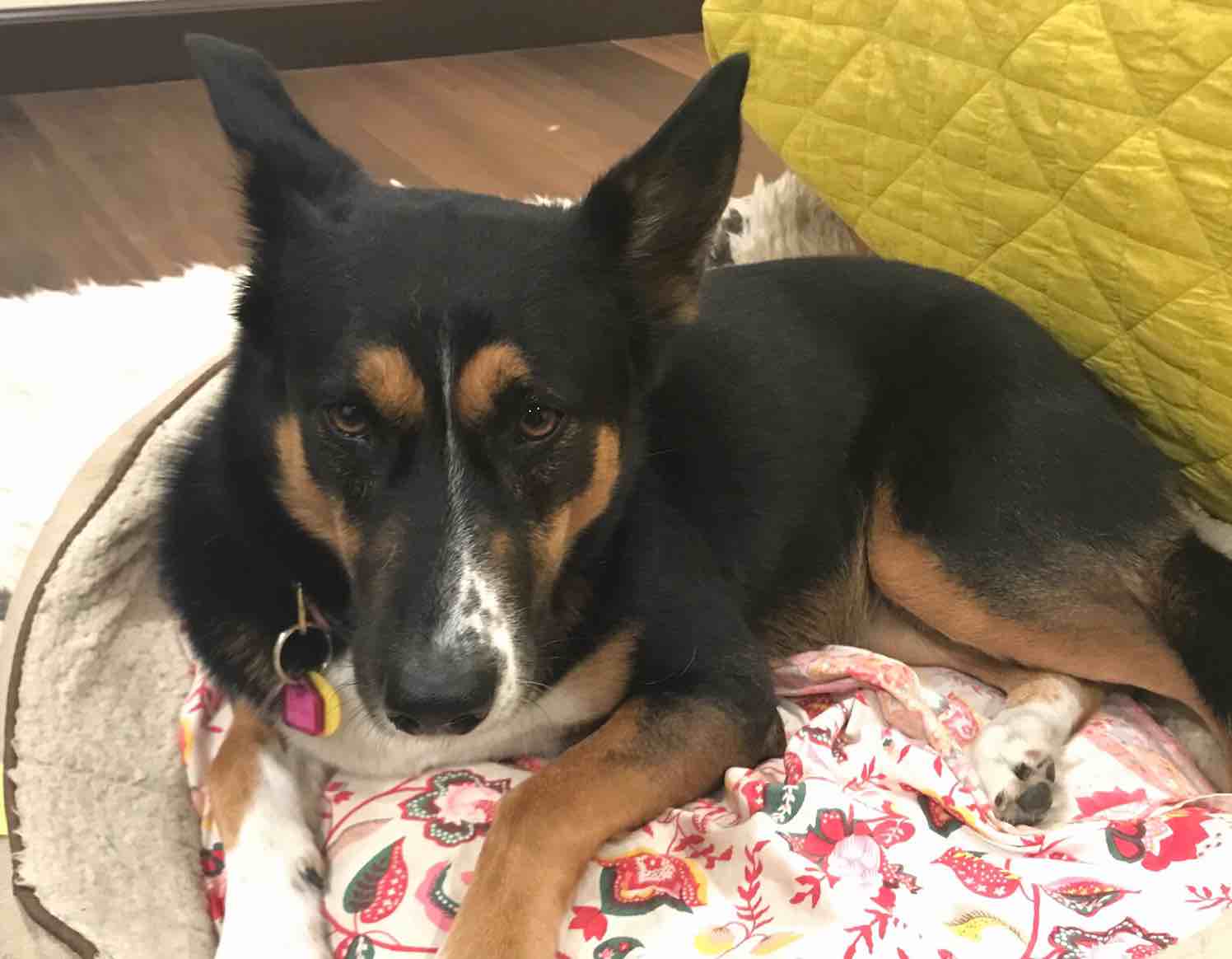 A picture of Trixie, a 9 years 11 months old Other Mix dog.
