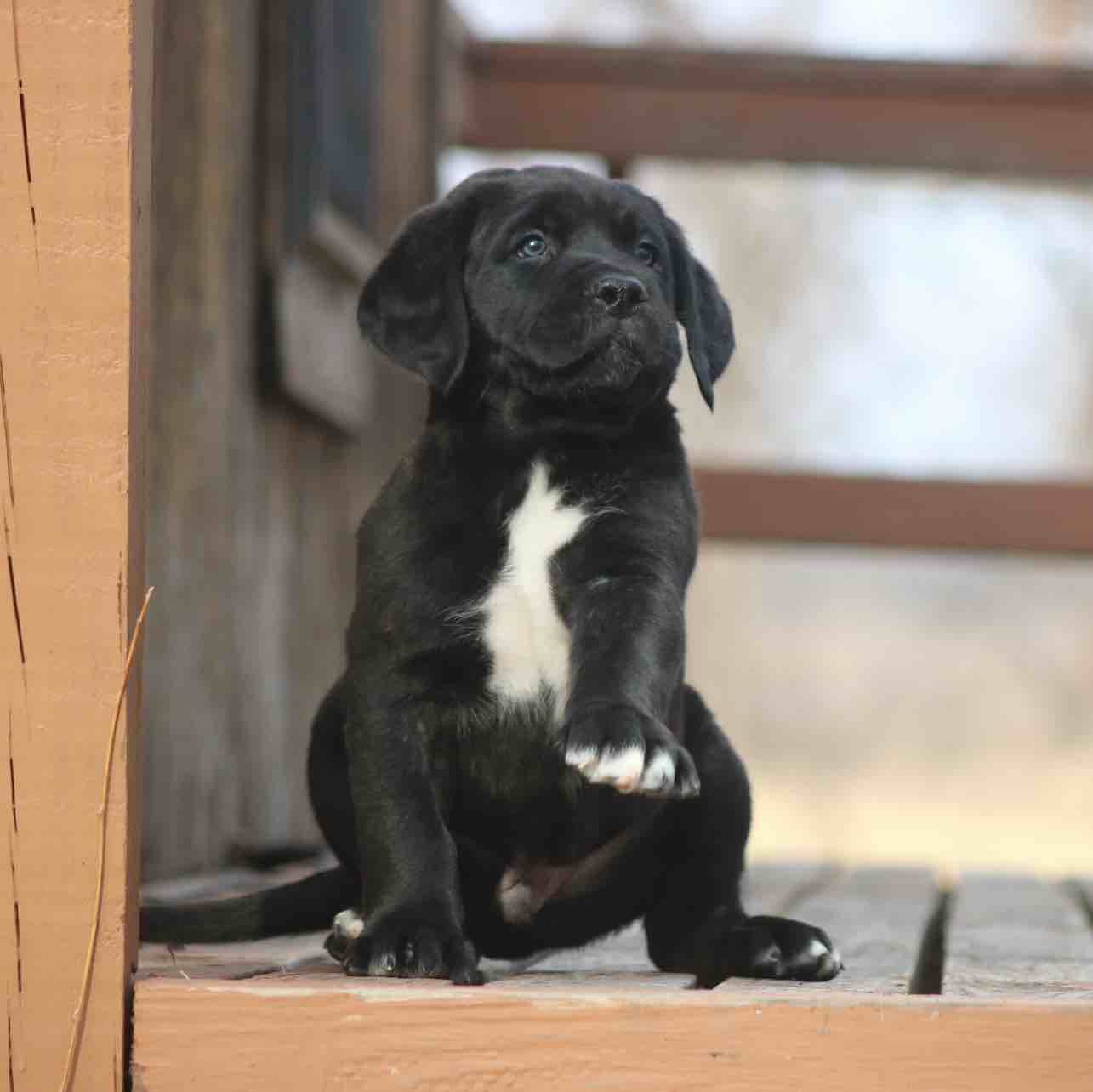 A picture of HUNCHO, a 4 years 7 months old Other dog.