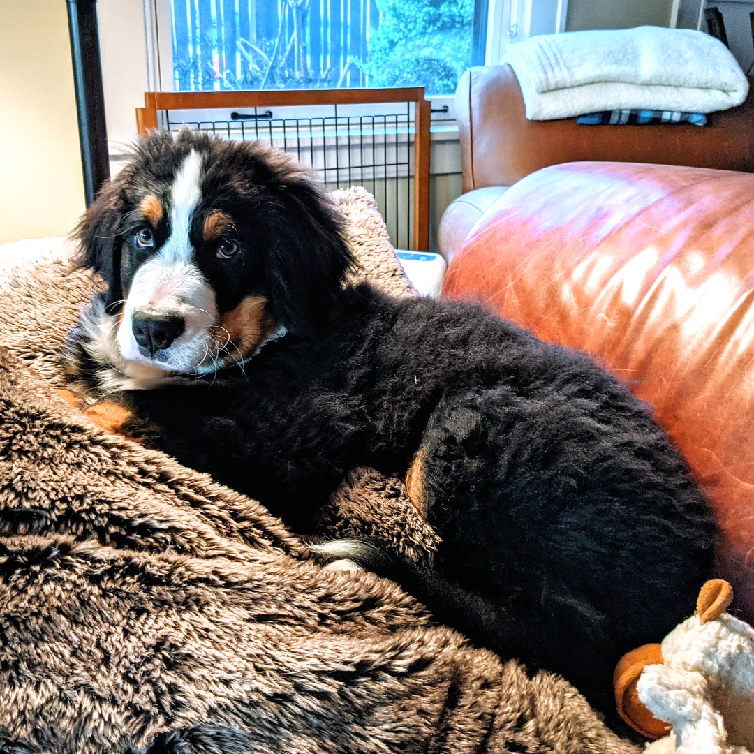 A picture of Seamus, a 4 years 7 months old Other dog.