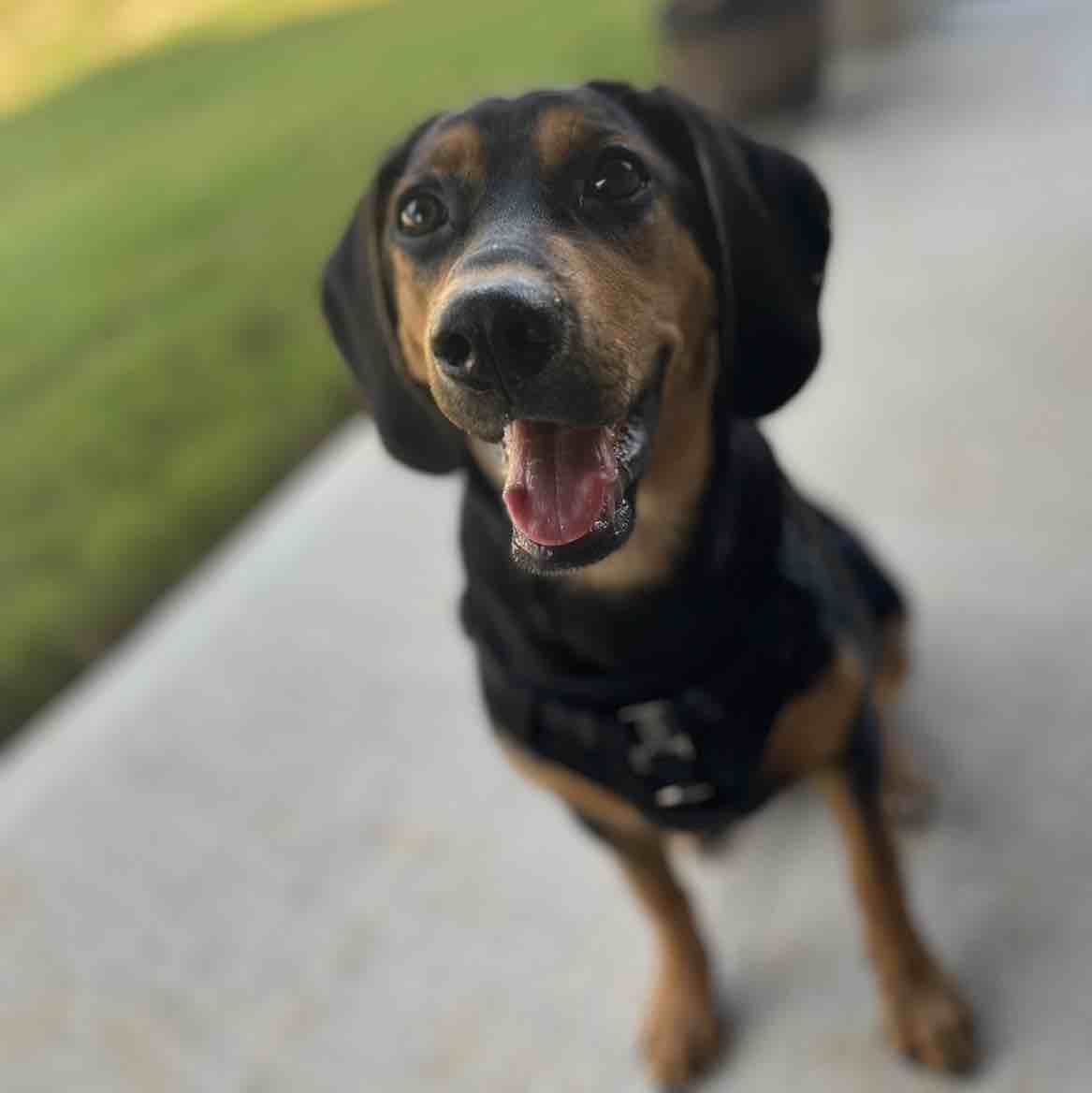A picture of Azula, a 3 years 7 months old Beagle Mix dog.