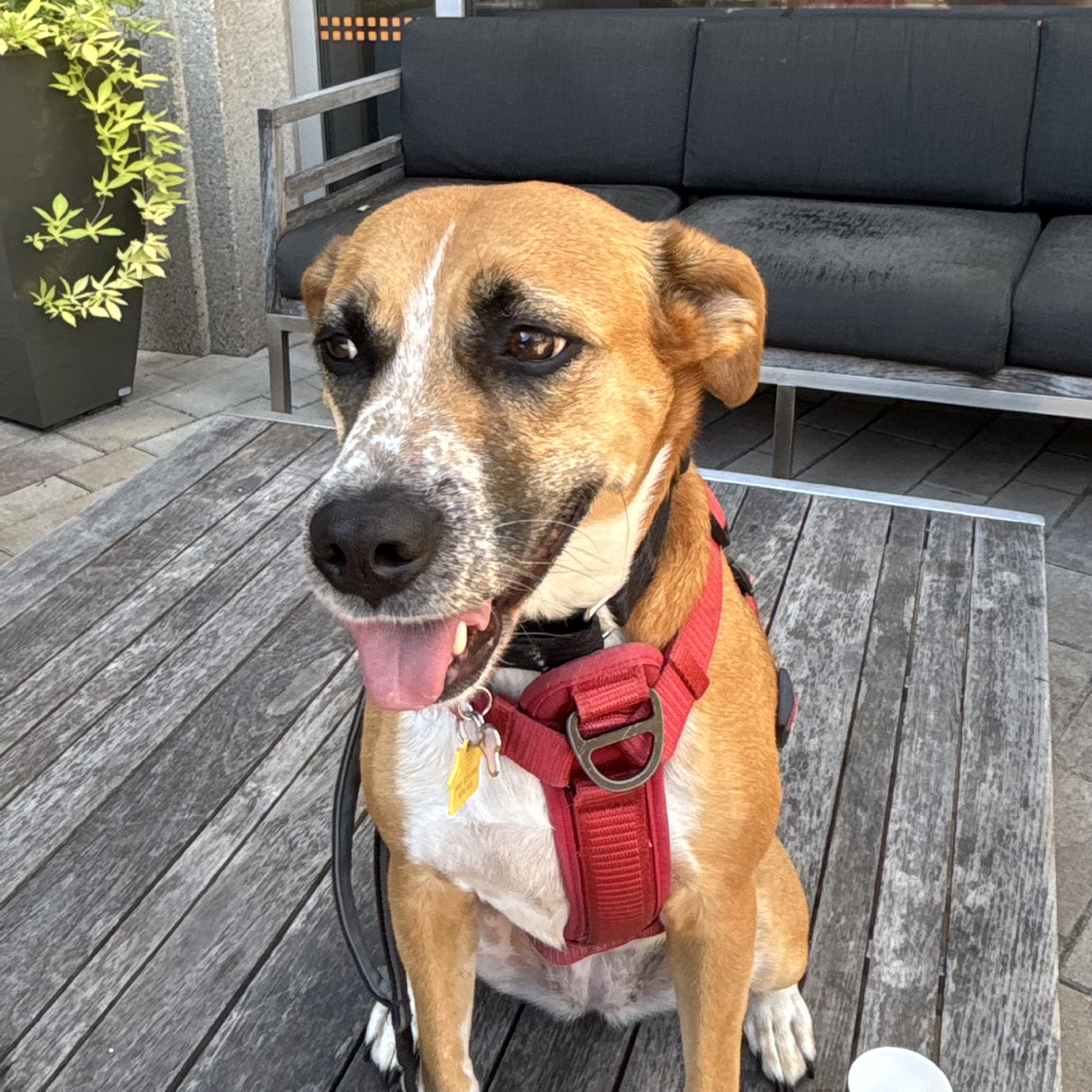 A picture of Bristol, a 6 years old Other dog.