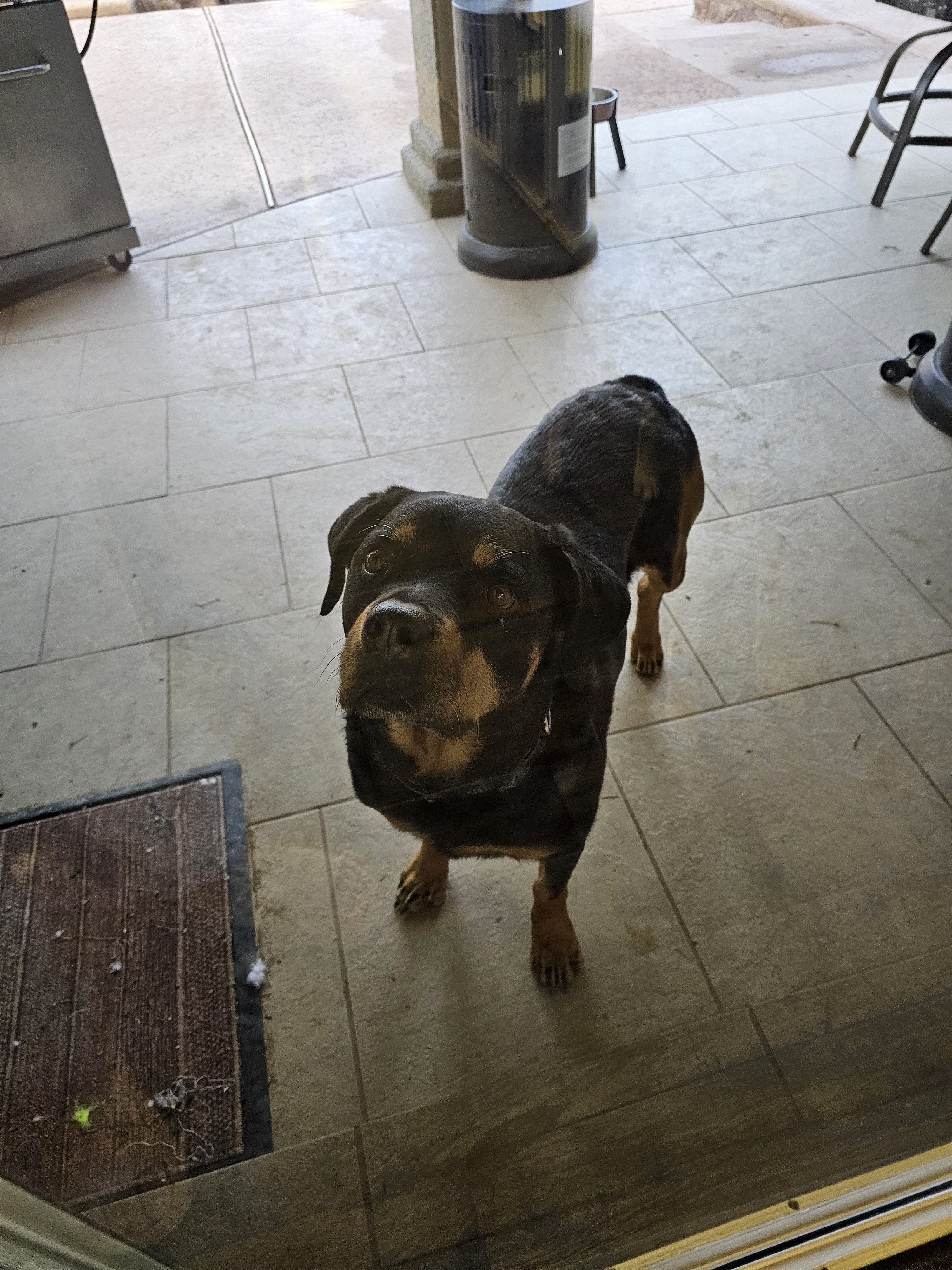 A picture of Charlie, a 9 years 6 months old Other dog.