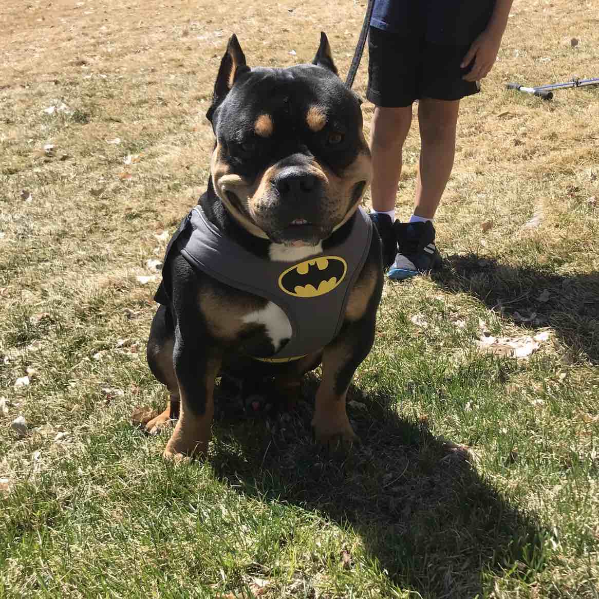 A picture of Damien, a 5 years 9 months old Other dog.
