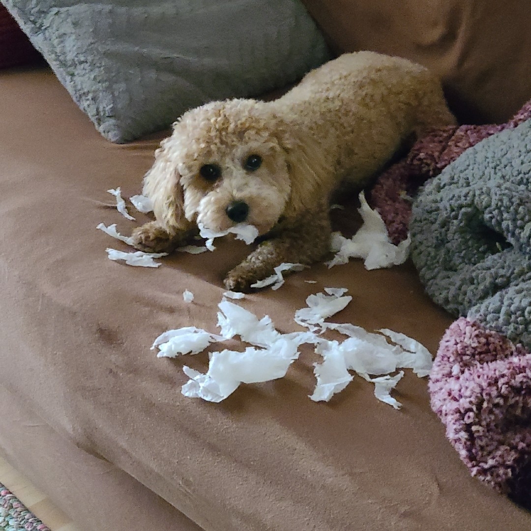 A picture of Lincoln Bartholomew Robbins, a 4 years 10 months old Other dog.