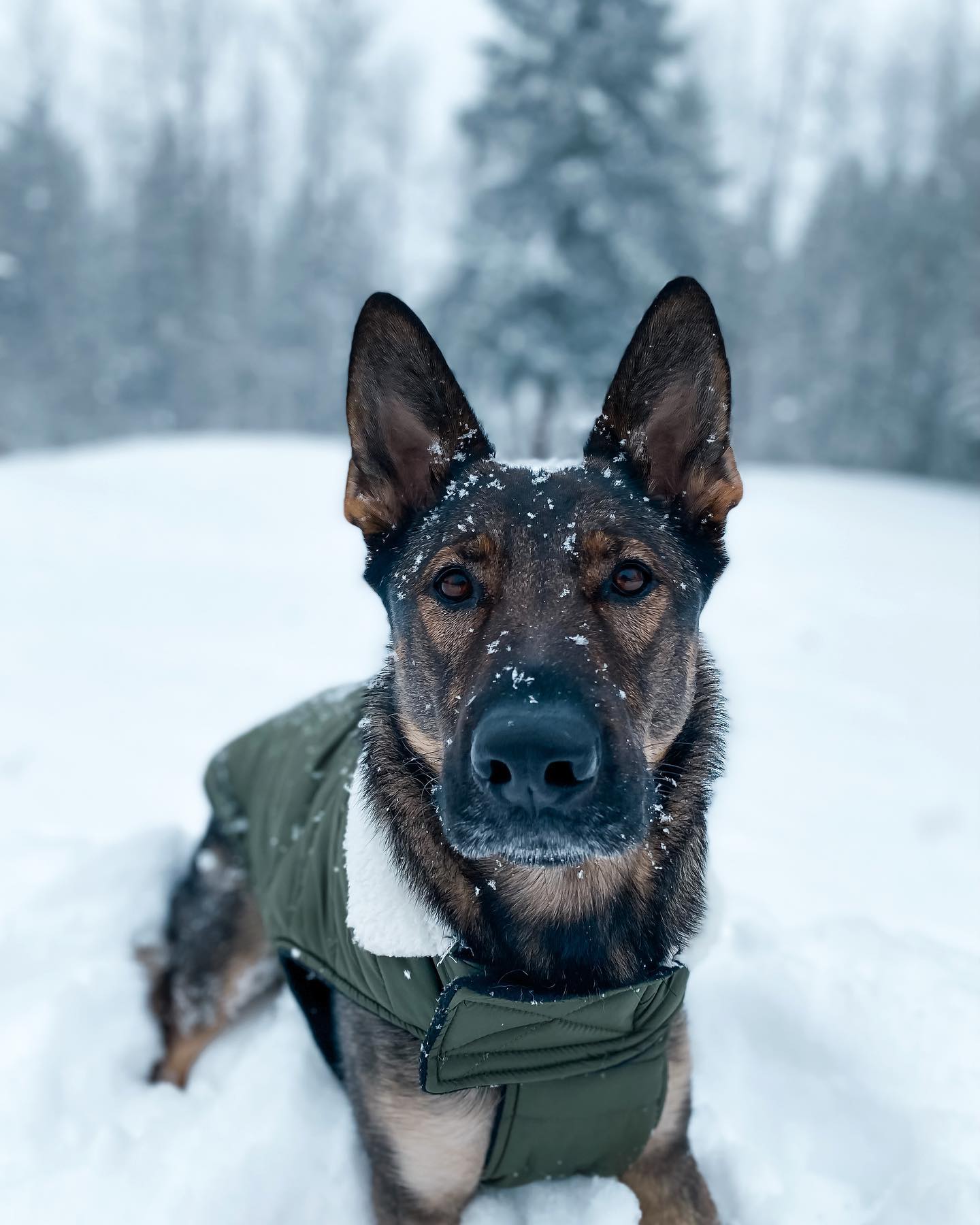 A picture of Lunatic, a 5 years 3 months old Other dog.