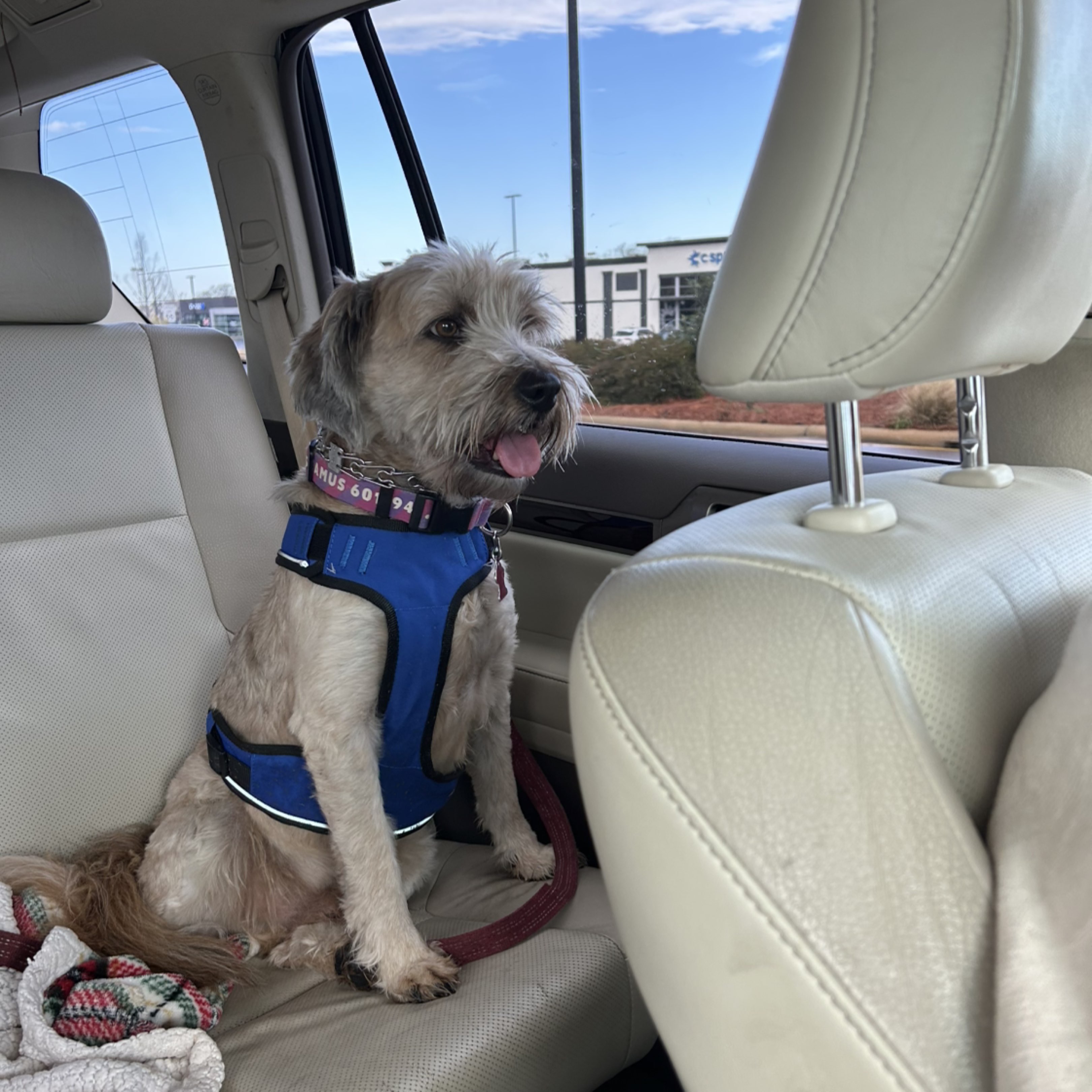 A picture of Seamus, a 7 years 6 months old Other Mix dog.