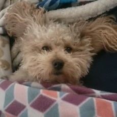 A picture of Lincoln Bartholomew Robbins, a 4 years 10 months old Other dog.