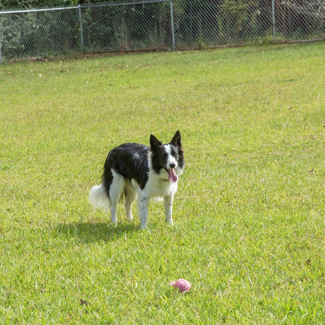 A picture of Bella Rose, a 3 years 7 months old Other dog.