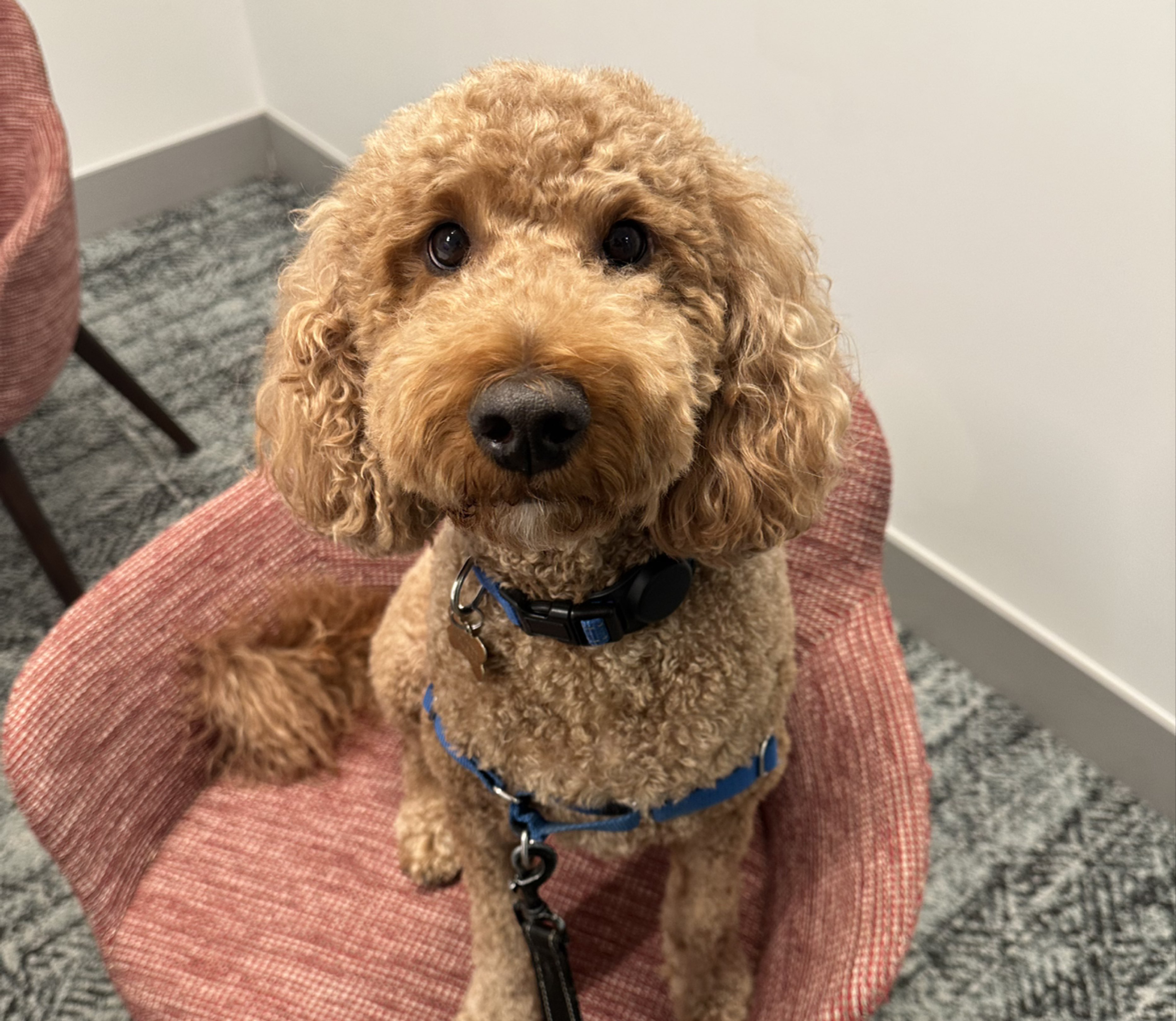 A picture of Walker, a 3 years 9 months old Other dog.