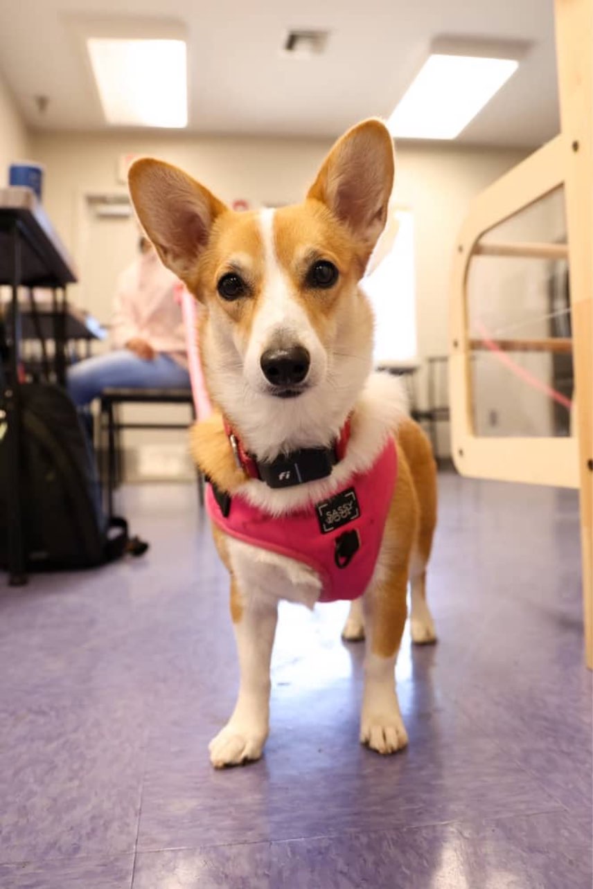 A picture of Lily, a 2 years 4 months old Other dog.