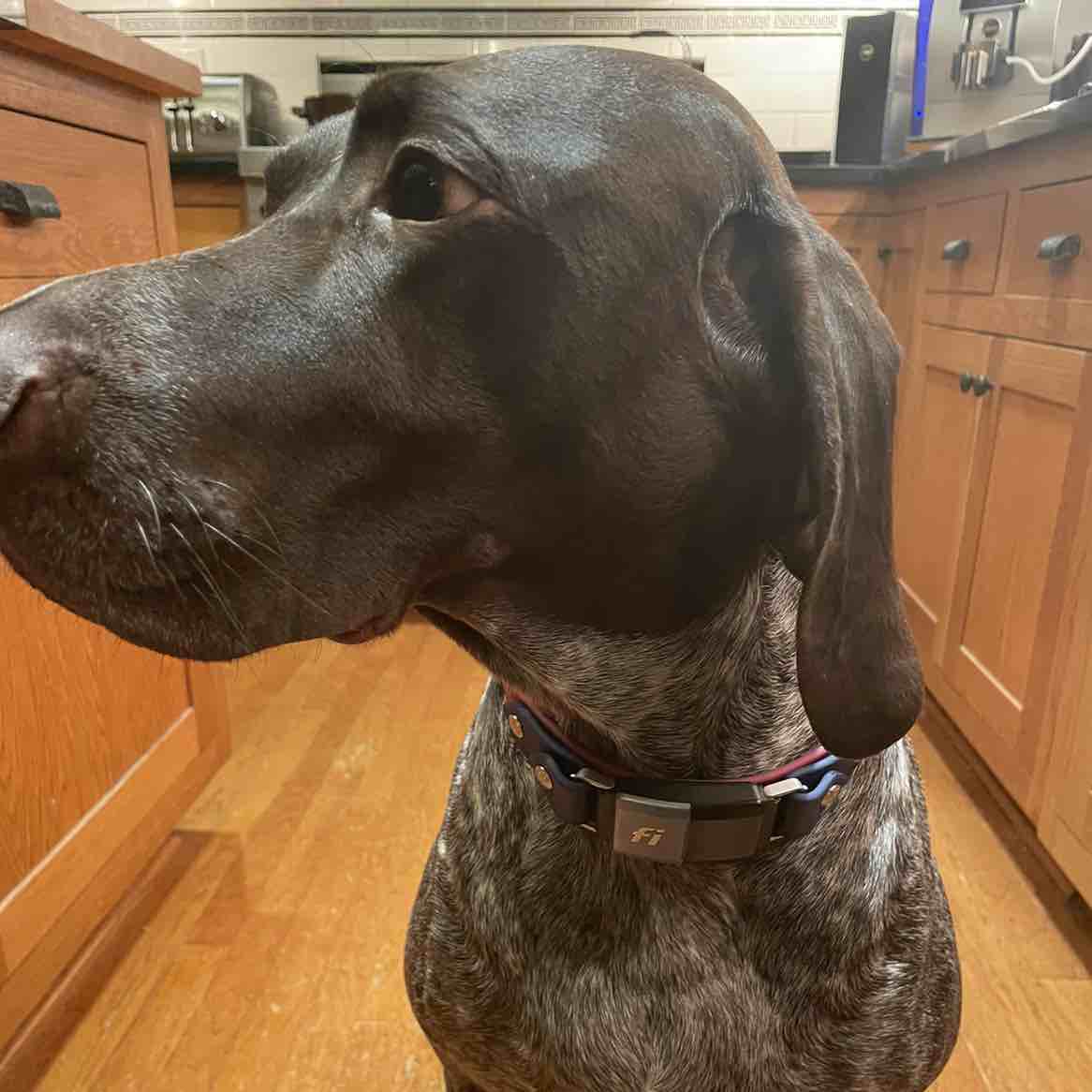 A picture of Buddy, a 6 years 2 months old Other dog.