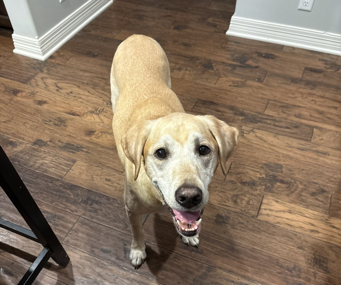 A picture of Bailey, a 8 years old Other dog.