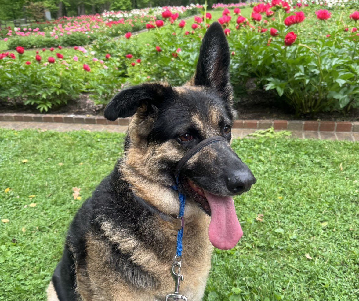A picture of Ruby, a 7 years 2 months old Other dog.