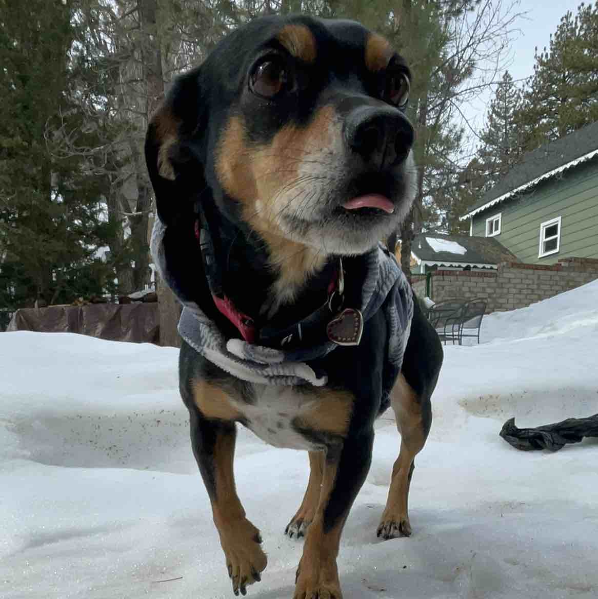 A picture of Rema, a 10 years old Other Mix dog.