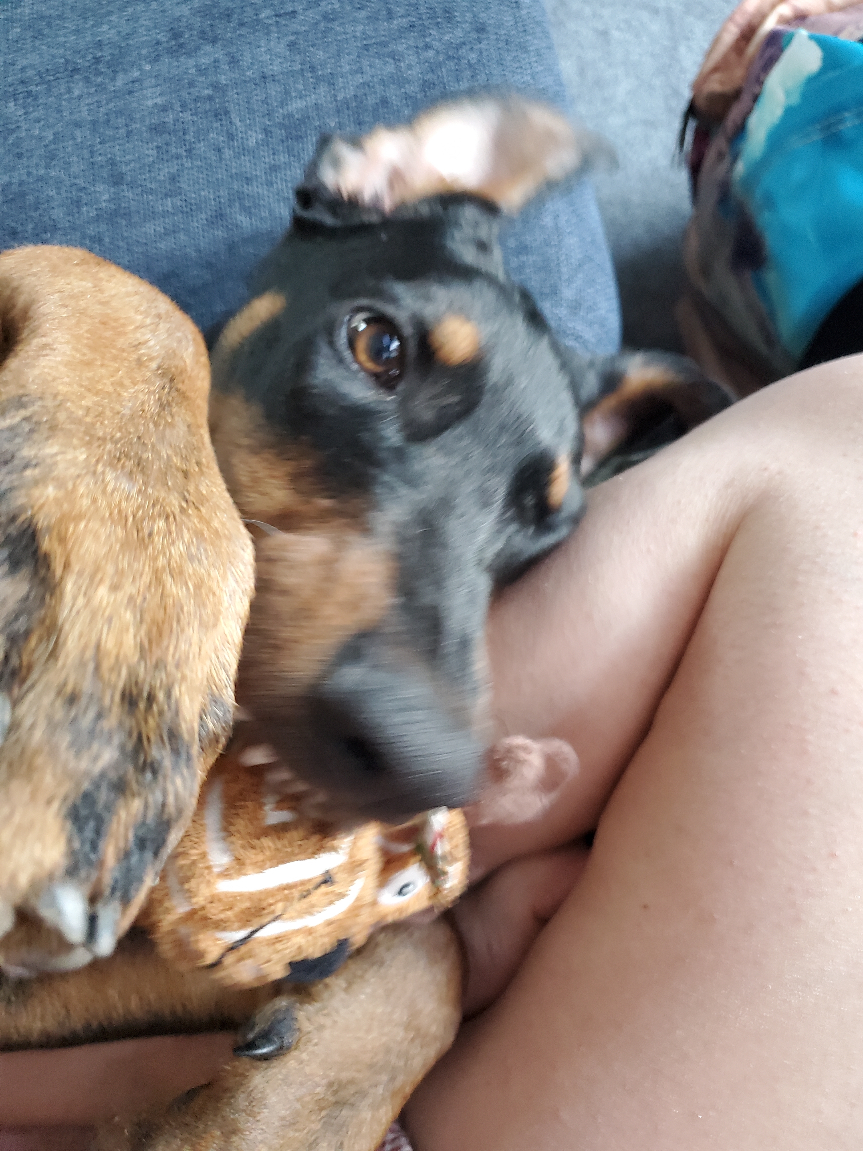 A picture of Jingle, a 1 year 1 month old Other dog.
