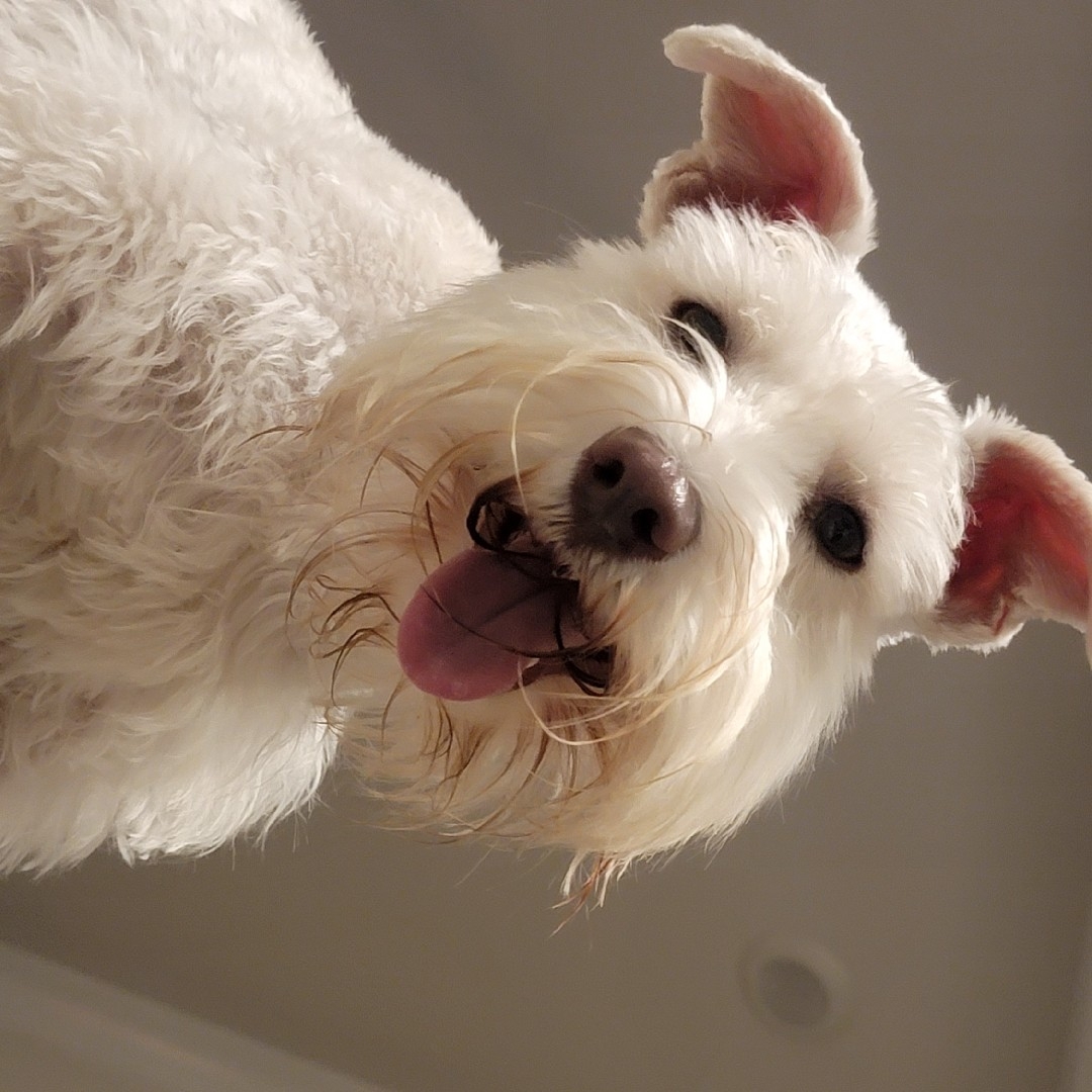 A picture of Sniper, a 5 years 3 months old Other dog.