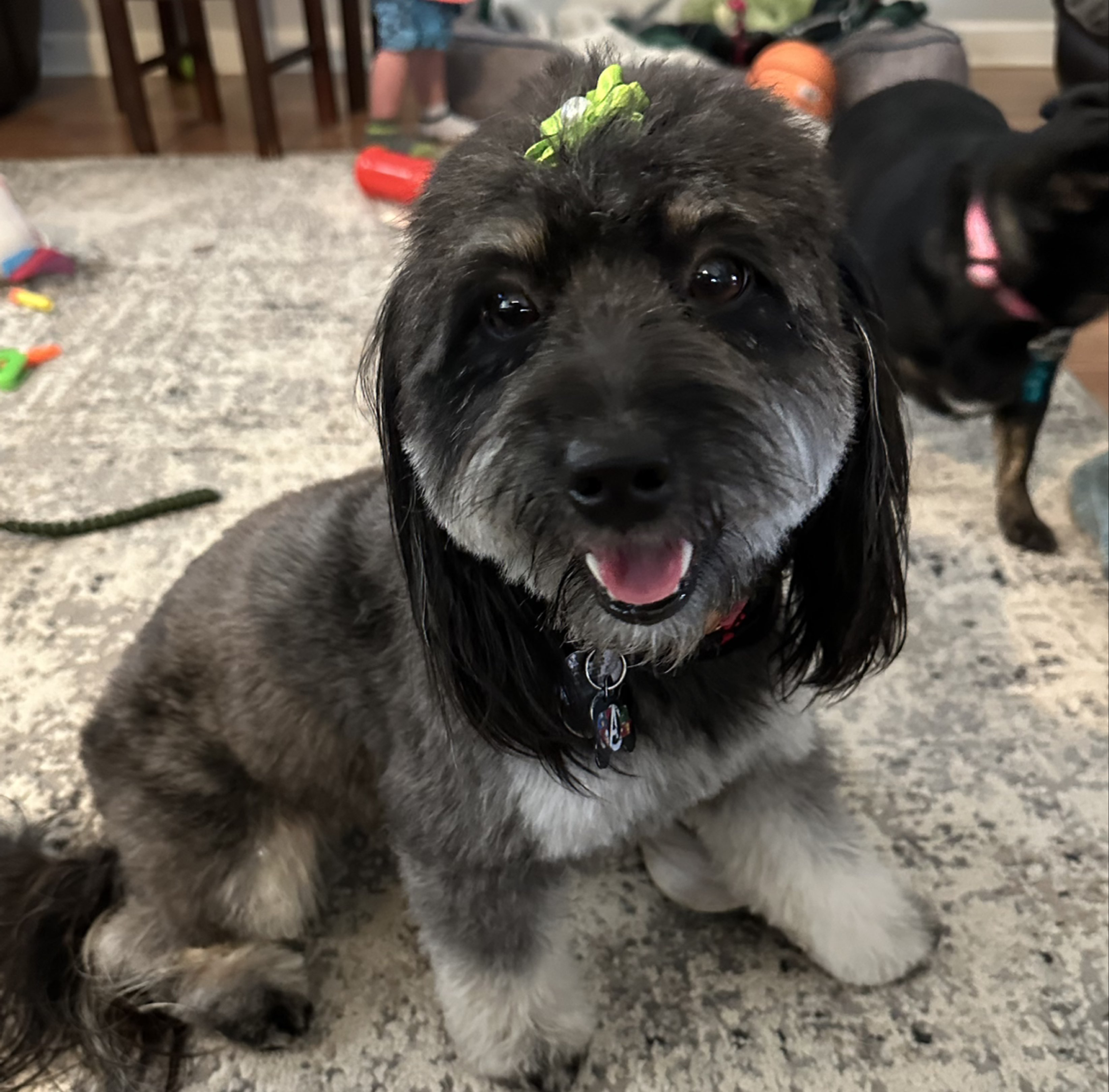 A picture of Doodle Bear, a 1 year 11 months old Other Mix dog.
