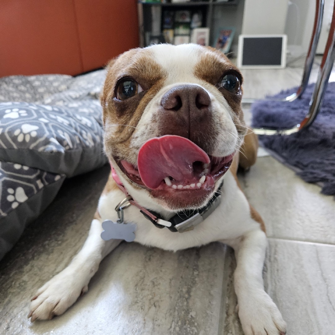 A picture of Moshi, a 7 years 6 months old Other dog.