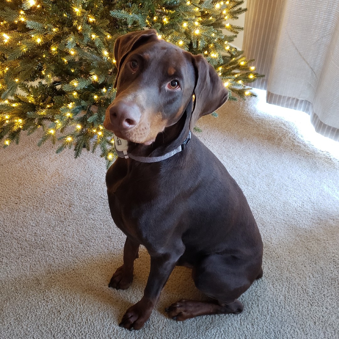 A picture of Dante El Diablo, a 3 years 9 months old Other dog.