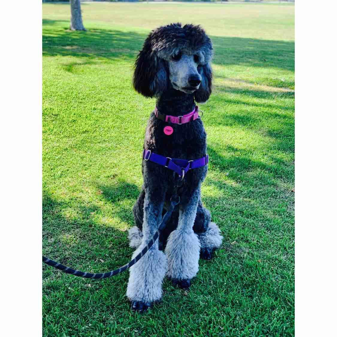 A picture of Tibby, a 5 years old Other dog.