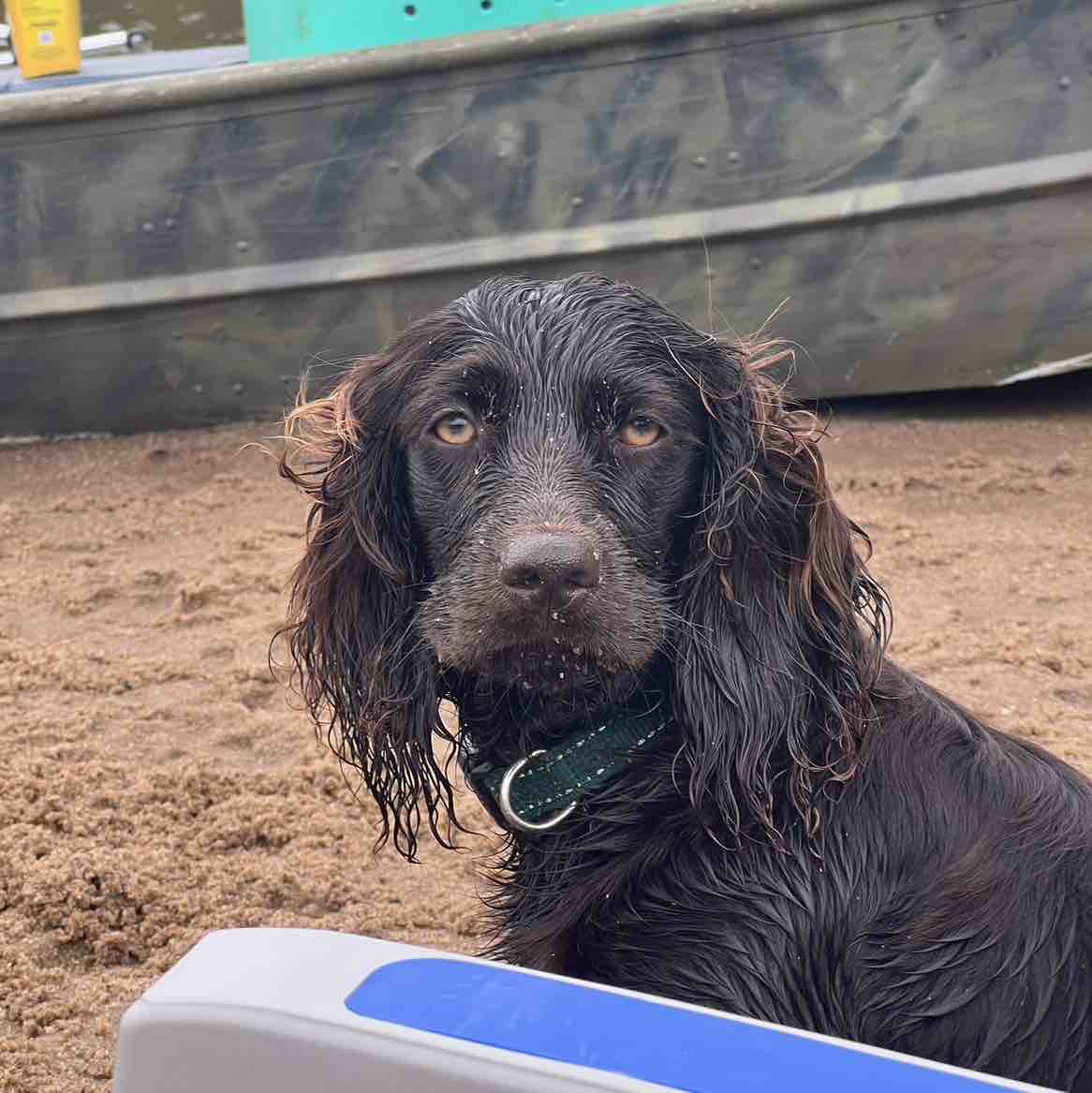 A picture of Oakley, a 2 years 11 months old Other dog.