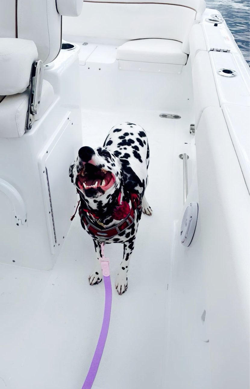 A picture of Poppy, a 4 years 10 months old Other dog.