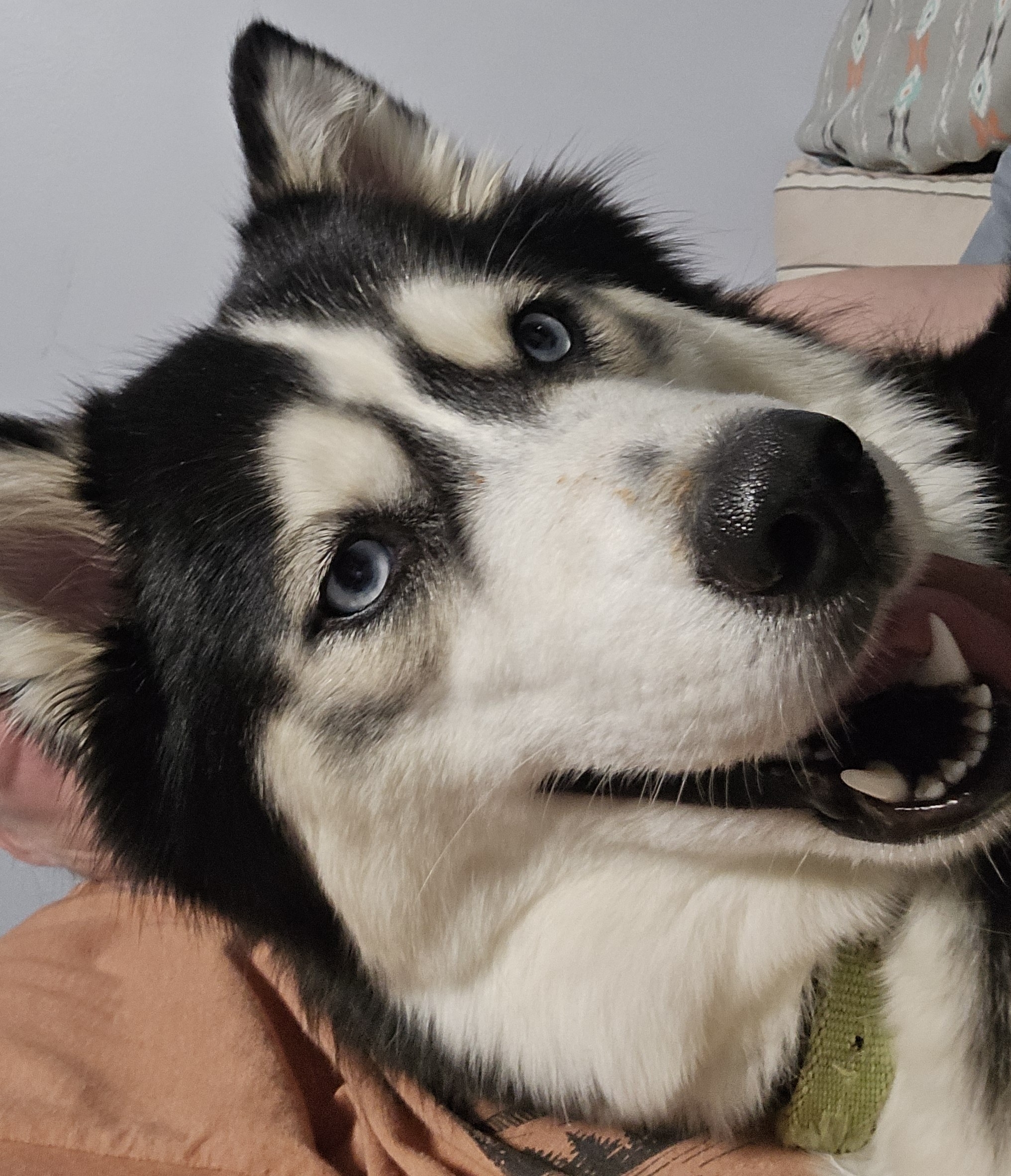 A picture of Nala, a 11 months old Other dog.