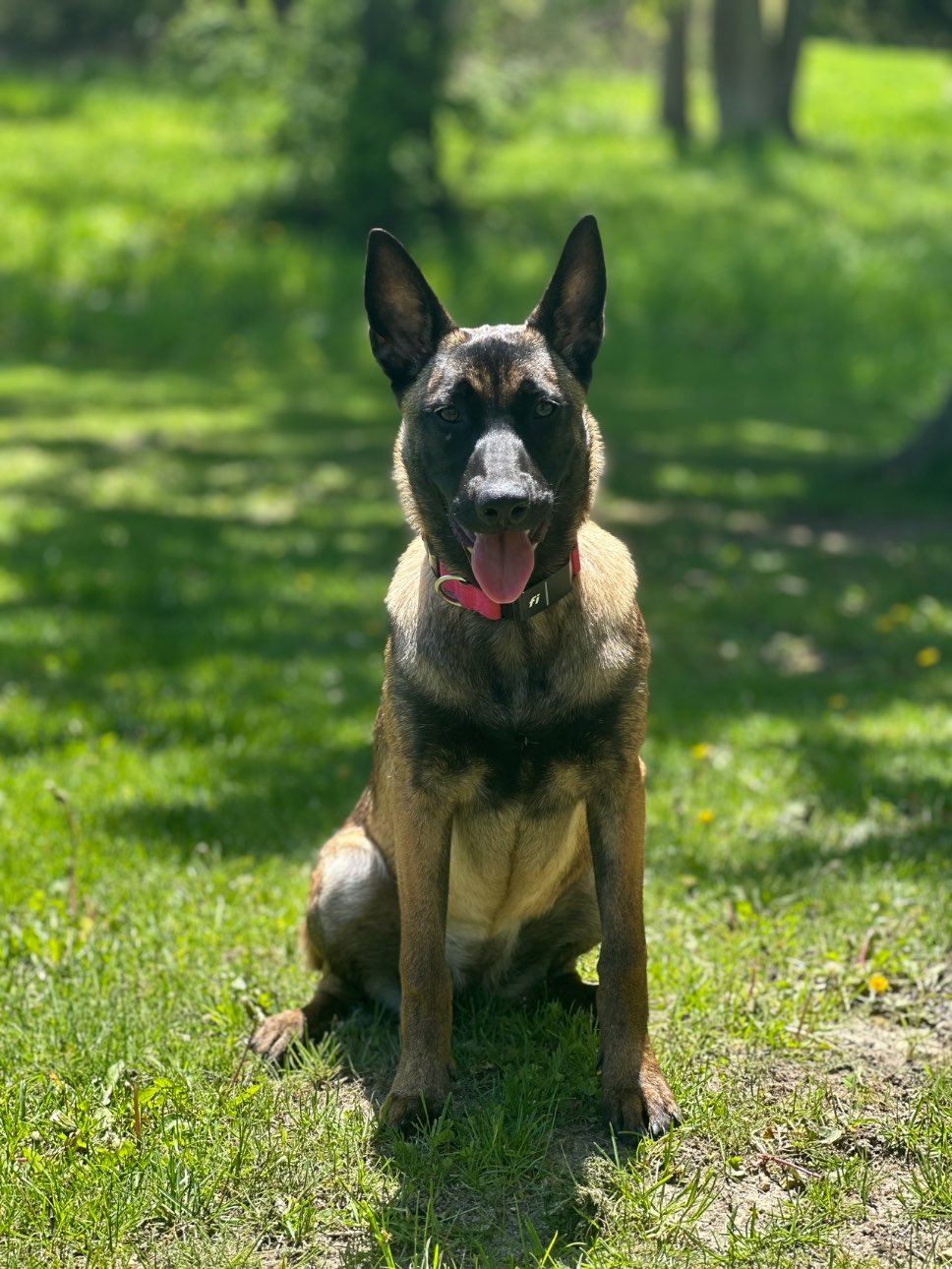 A picture of Vixen, a 8 months old Other Mix dog.