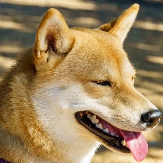A picture of Yamato, a 3 years 10 months old Other dog.