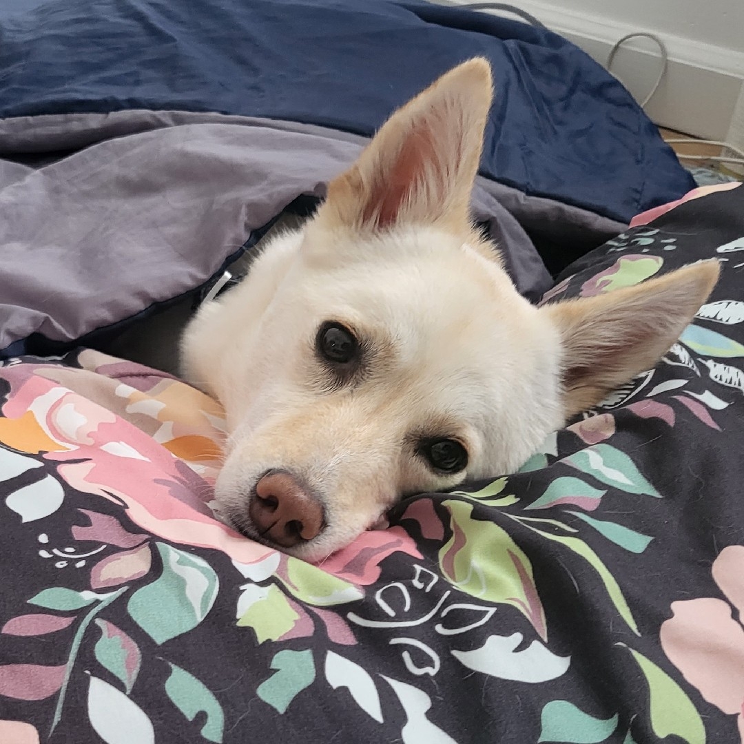 A picture of Toki, a 4 years 9 months old Other dog.