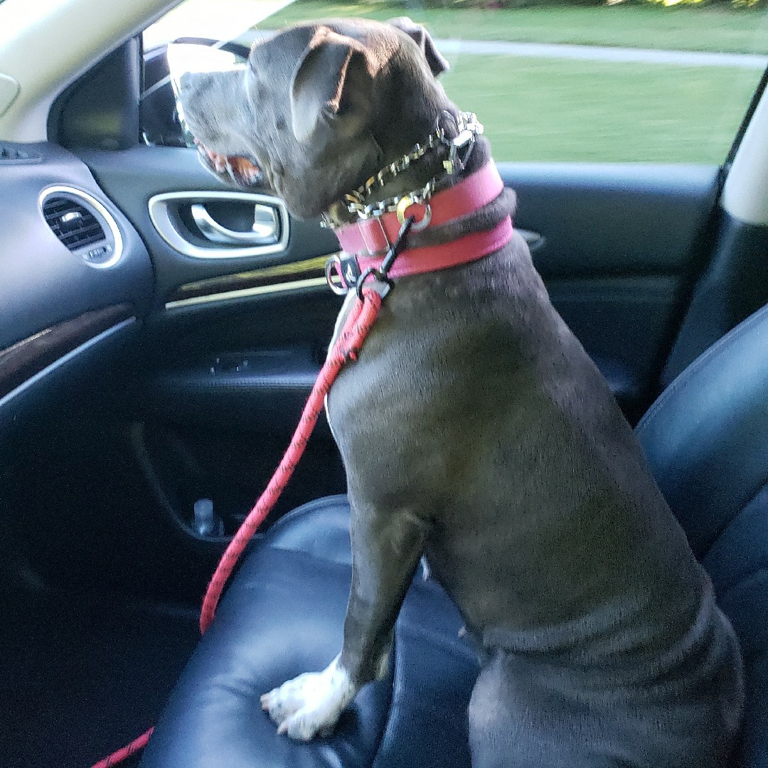A picture of Sapphire, a 4 years 3 months old Other dog.