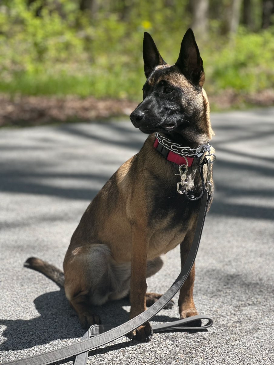 A picture of Vixen, a 8 months old Other Mix dog.